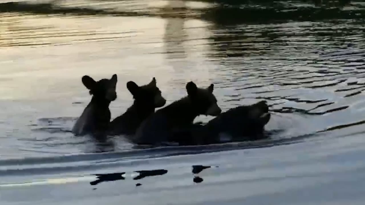 Bonus: Te mostramos este asombroso video grabado por un grupo de turistas que captó el momento en que una mamá oso cruzaba un río con sus tres cachorros sobre la espalda en un río de Wisconsin. Más noticias 
<a href="https://www.univision.com/noticias/" target="_blank">aquí</a>.
