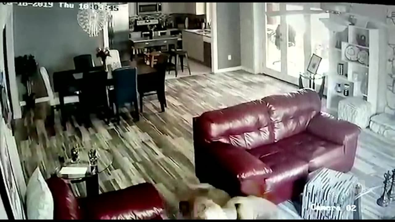 Exclusiva: Una familia de Carrollton pide justicia tras un ataque brutal a sus mascotas