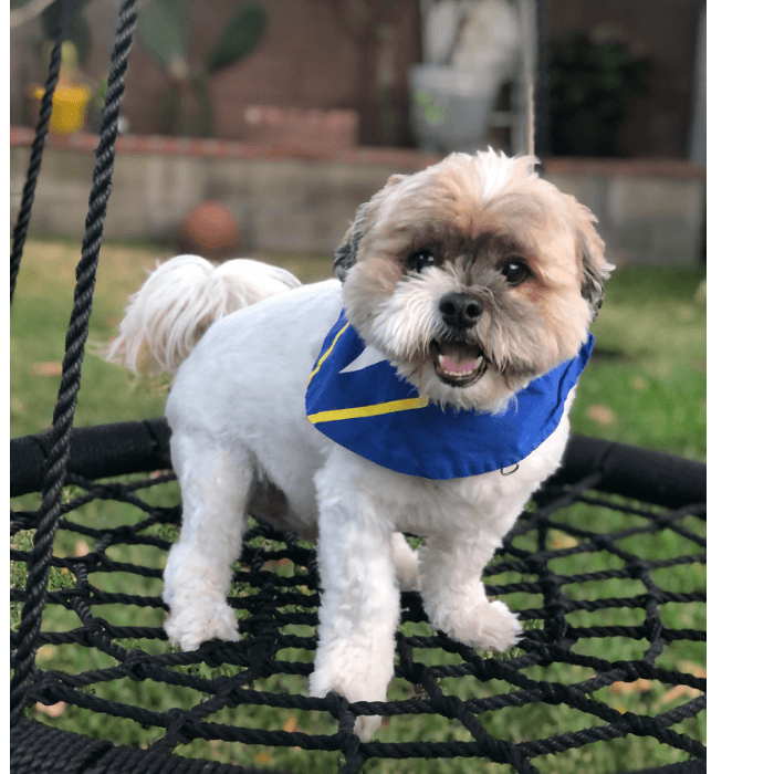 Mayra Jerez, escribe: "Nene es un perro hermoso y cariñoso que me alegra todos mis días".
<br>¿Qué opinas?