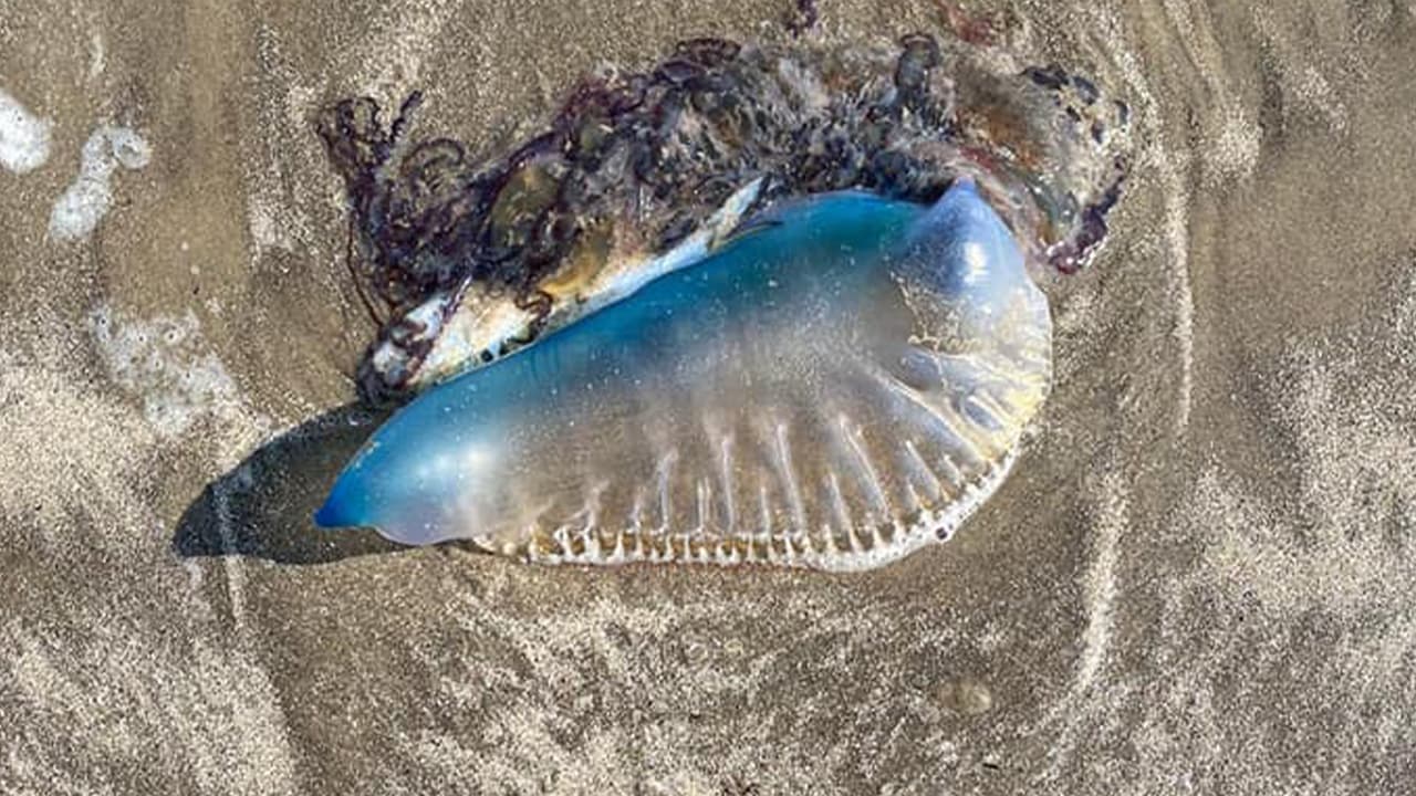 Renato Bravo: "Esto fue ayer en Sea Rim state park en Sabine Pass. La misma que vieron en Freeport"