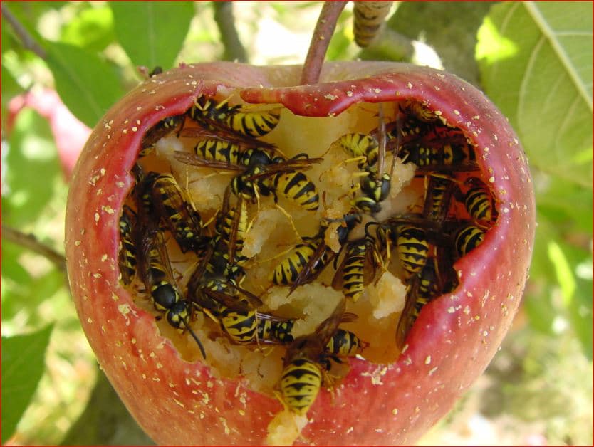 <b>Repelente contra avispas. </b>Estos insectos son comúnmente atraídos por los olores dulces, por lo que debes asegurarte de que tus alimentos y bebidas azucaradas estén cubiertas.