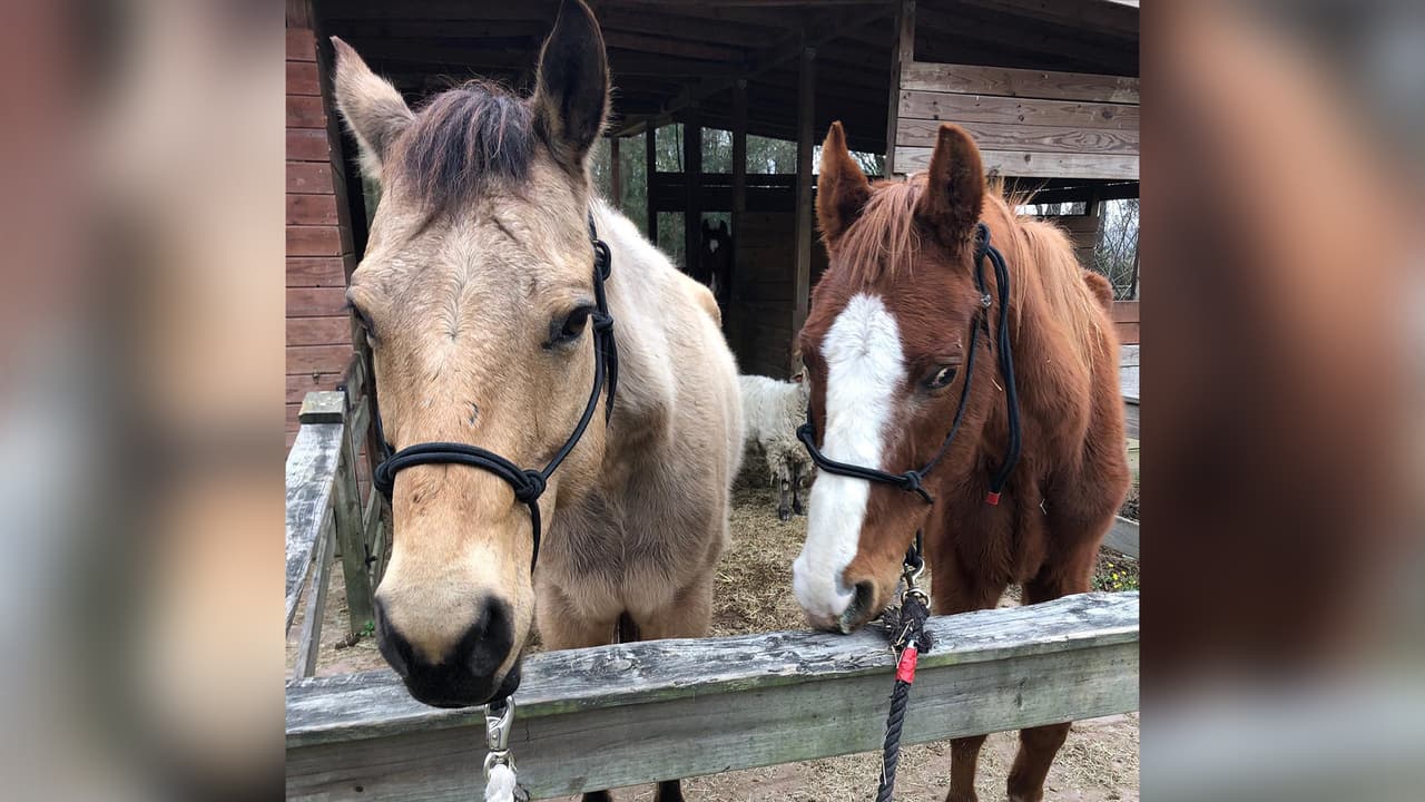 Los animales están bajo el cuidado de la sociedad protectora de animales de Houston (SPCA).