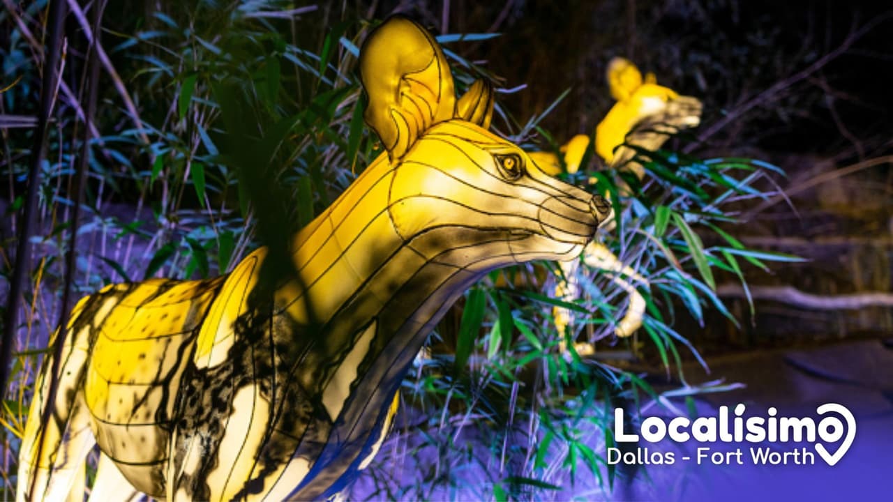 ¿Santa, eres tú? El espíritu navideño brilla en el Zoológico de Dallas con la llegada de un espectáculo de luces