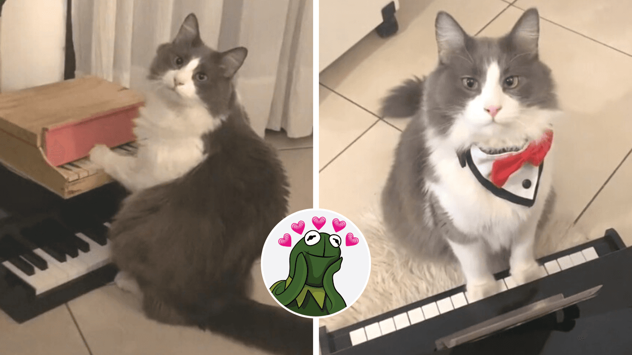 Gatito causa furor en TikTok por sus videos tocando el piano: le dedicó una canción a Chayanne