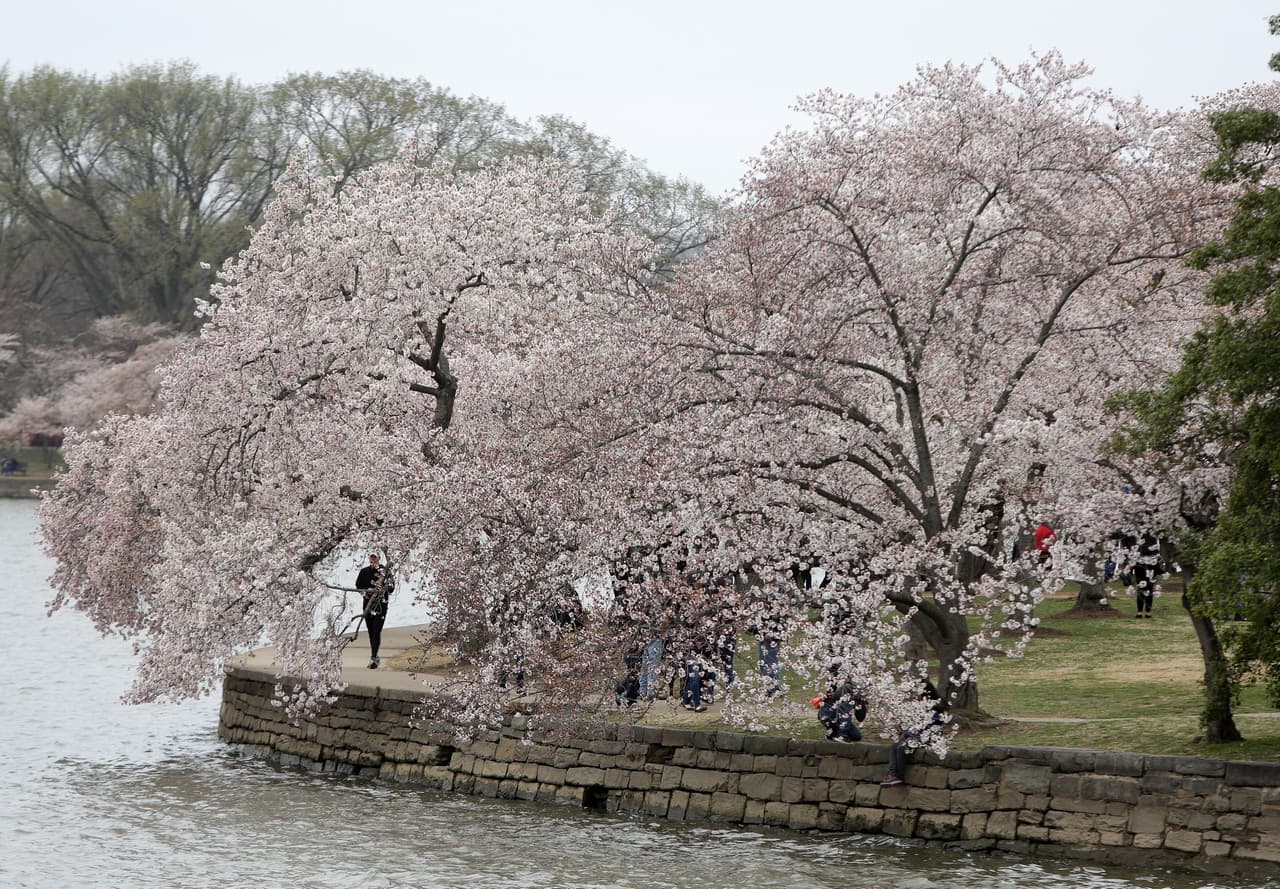Lo terrenos que acogen varios de los principales monumentos de Washington DC son visitados por miles de personas cada año entre marzo y abril, cuando incluso se celebra la concurrida carrera Cherry Blossom. (Joshua Roberts/Reuters)