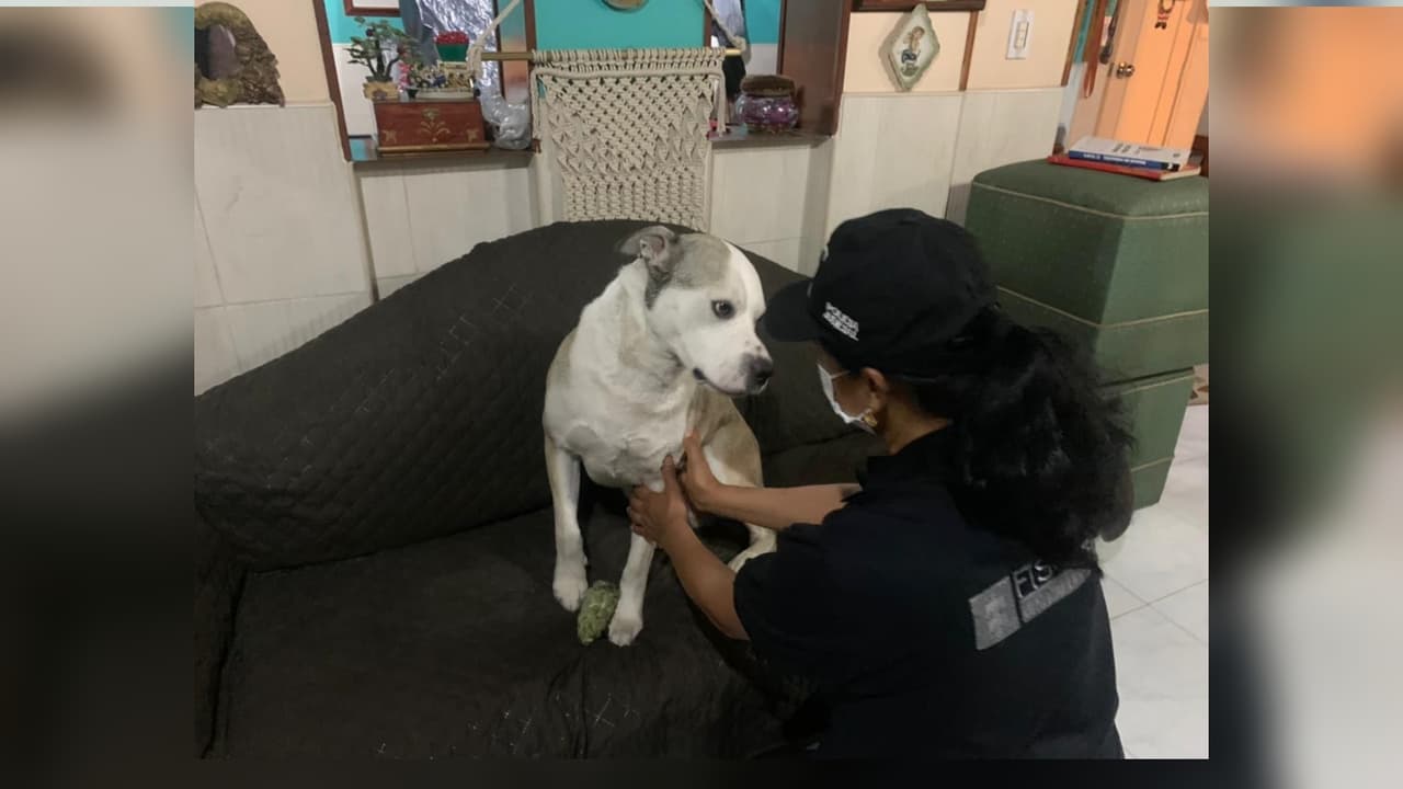 Un hombre despechado le arroja ácido al perro de la mujer que lo rechazó sentimentalmente