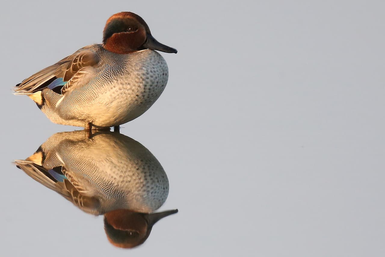 Si se observa el comportamiento de un ave, especialmente aquellas que viven en contacto constante con el agua, se pueden notar dos cosas: siempre están secas (aún cuando están nadando) y se acicalan casi constantemente. Esto es porque tienen una glándula (uropígea) en la parte superior de su cola que secreta un aceite con el que el ave recubre e impermeabiliza su plumaje.