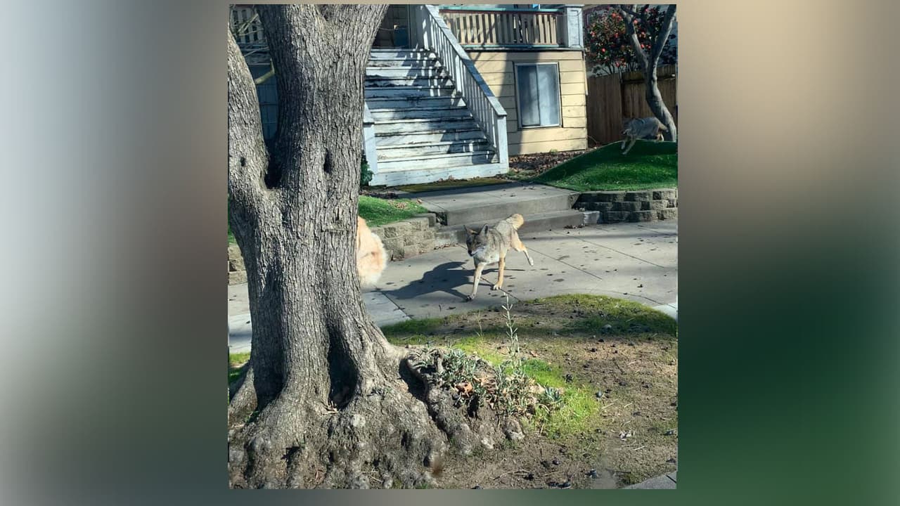 Allyson Seconds 
<a href="https://www.facebook.com/allyson.seconds/posts/4053116718047901?__xts__[0]=68.ARCcpj012HtLwCT-xvRpUwBZ46isjB92K3Gr-ewK0xk9Hn41tp0-QF4v8hAIFL2fzIETe4O9z7ItvkPo6Bwbn0FvWVLHS35_4Zq4rhb8TGwceFE538iFjmPcuHS-kIxyl5QFloKsSXghdMTdmXnIPSxoHGdZVxqQBPIVugLHhTYrn_vaE2Rgc7dVnCuY9wg3UJtHpm11WOgo4IEa28uKtIoZMamzxT-8npG7v59eWU5dRLUpBFEvBv5LP6NJGWCom4f2&__tn__=-R" target="_blank">publicó en redes sociales</a> una serie de fotos que sacó a dos coyotes corriendo por un vecindario en el centro de Sacramento.