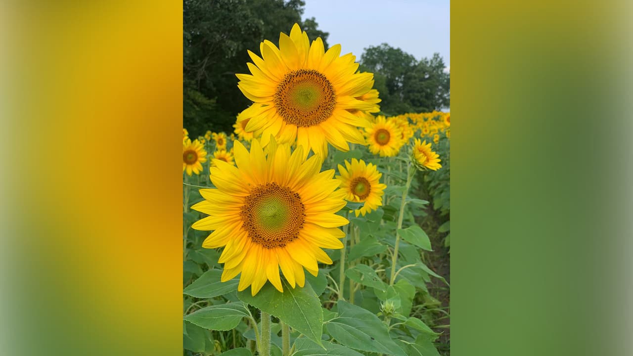 Una fotógrafa capturó el mar de girasoles desde distintos ángulos.