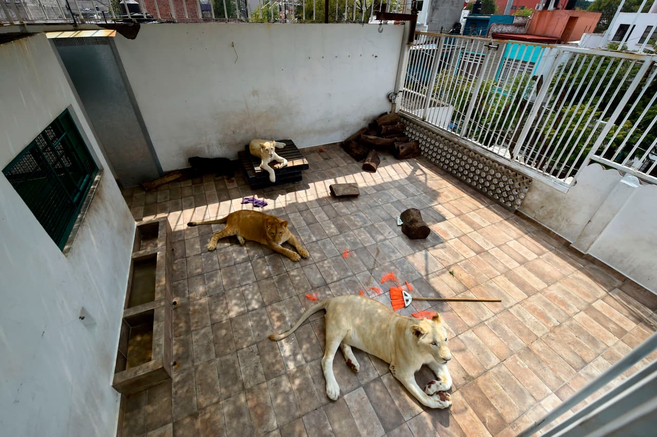 Primero tuvo a Nojoch, un león blanco (en la parte inferior de la foto) que adquirió de cachorro junto a Gorda, de pelaje café, ambos de año y medio. Después adquirió a Numbi (al fondo), una leona blanca, ahora de 8 meses. Los leones blancos son una subespecie muy rara en el mundo animal producto de un gen recesivo inhibidor del color, que está en peligro de extinción.
