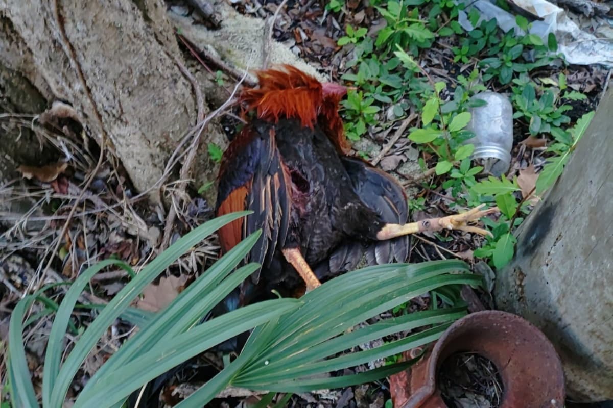 Muchos de los gallos que fueron utilizados en estas peleas estaban muertos. La policía arrestó a Roberto Canseco, el propietario del lugar en donde se ralizaban las peleas clandestinas: "Iba a ganar dinero por permitir la pelea de gallos en su propiedad, iba a sacar beneficio de las apuestas y se iba a llevar un porcentaje", dijo Alan Rosen.