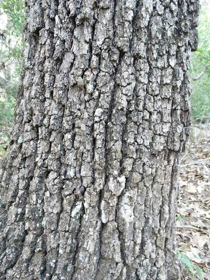 <b>Va de reptiles</b>
<br>He aquí otro ejemplo de la pasmosa habilidad de los reptiles para camuflarse en su entorno. "¡Escondiéndose a simple vista!",
<a href="https://www.facebook.com/photo.php?fbid=10154057415507360&set=a.10150115502817360.297936.670212359&type=3&theater" target="_blank">escribía en su perfil de Facebook la autora, Leanne Cook.</a> No percartarse de su presencia puede suponer un problema, ya que la picadura de esta serpiente de la costa este de Australia resulta mortal si no se trata apropiadamente.