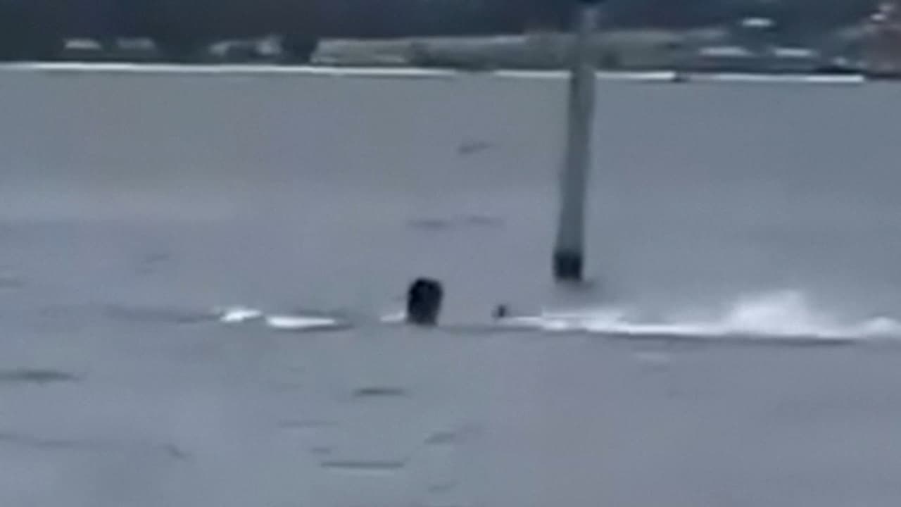 Empleado de base naval en Florida sufre grave ataque de tiburón captado en video