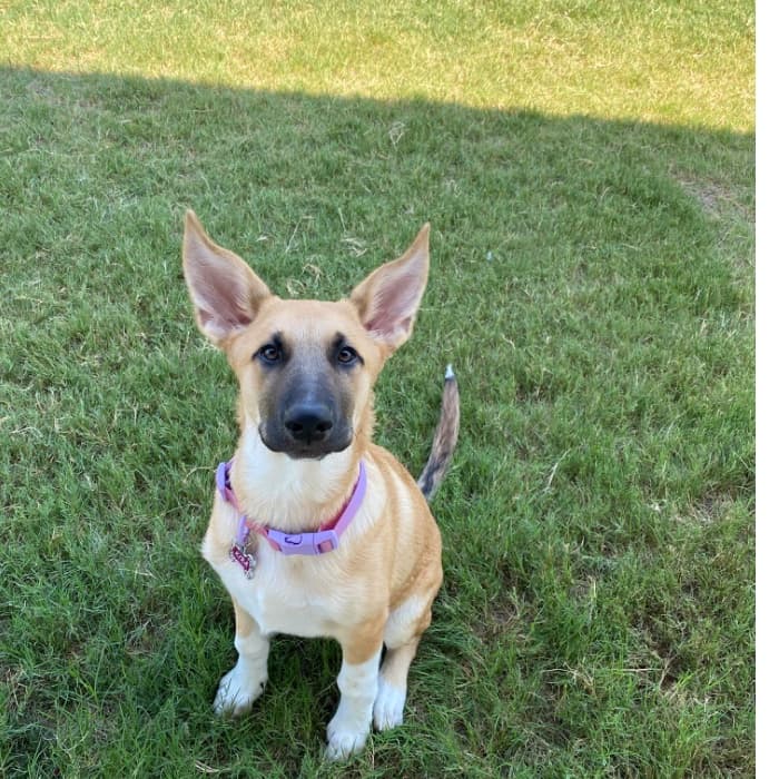 "Esta hermosa perrita llamada Kira, de 6 meses, es la princesa de la casa. Estamos tan contentos de tenerla en la familia", dice sobre su mascota, Isis López.