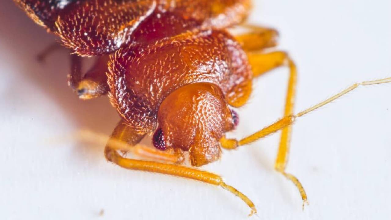 <b>¿Cómo detectar una infestación de chinches?</b>
<br>Según los CDC, una de las formas más fáciles de identificar una infestación de chinches es por picaduras en la cara, el cuello, los brazos, las manos o cualquier otra parte del cuerpo mientras duerme. También el hallazgo de sus exoesqueletos que sueltas después de la muda. Otro indicador son
<b> manchas de sangre de color oxidado en el colchón</b> o muebles cercanos, y un olor a humedad.