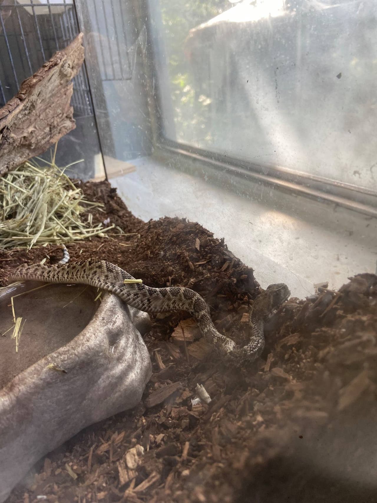 La organización dice hay diferentes escenarios, lo que hace difícil recomendar una forma especifica para suplementar las trampas de pegamento pero entre las que recomendaron son 'sprays orgánicos' para espantar a los insectos y diferentes tipos de trampas para roedores que sean menos crueles.