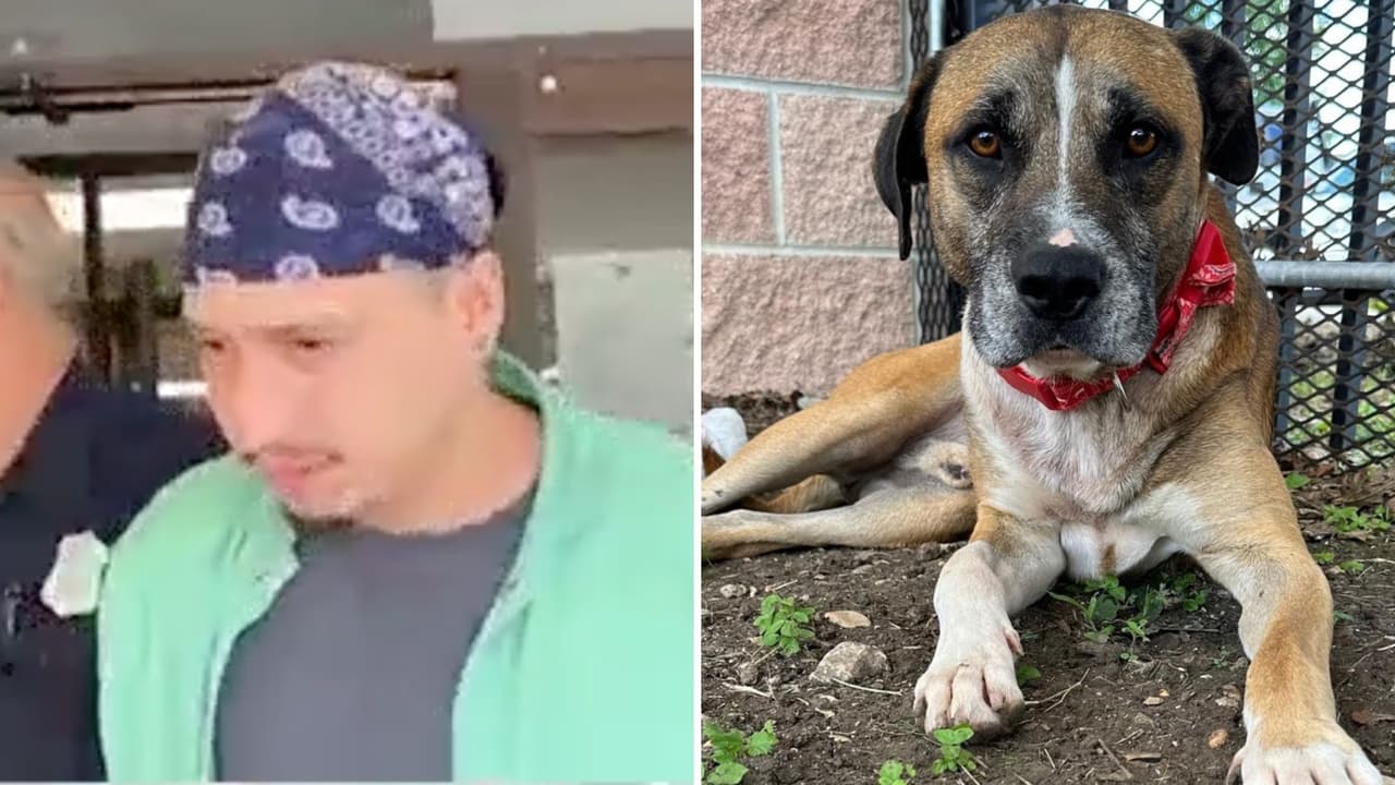 Hombre apuñala al perrito de su pareja en el cuello y es arrestado por crueldad animal