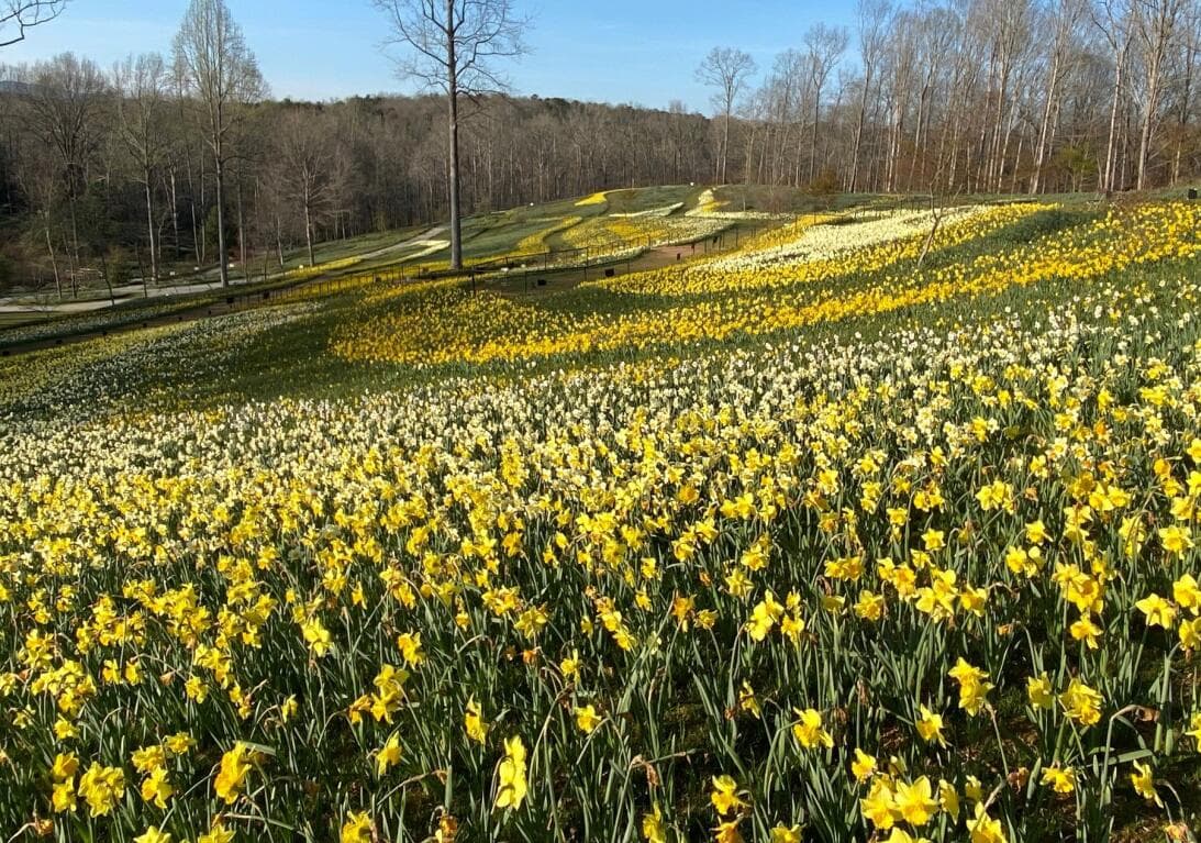 <b>PRIMAVERA</b>: La primavera se respira en el aire en 
<b><a href="https://gibbsgardens.com/">Gibbs Gardens</a></b> en Ball Ground con millones de narcisos dorados que cubren campos ondulantes en el norte de Georgia. Pasea por senderos, atraviesa colinas y camina por el bosque para experimentar más de 220 acres de jardines especiales, incluidos los jardines japoneses y Waterlily Gardens.