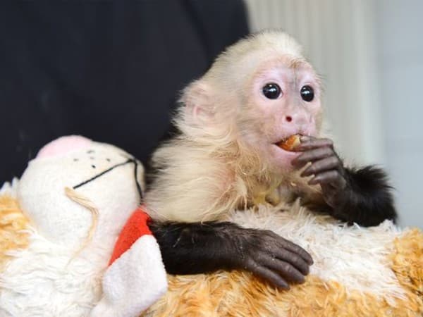 Tampoco se preocupó porque el pequeño recibiera un hogar y que no le faltara nada.
