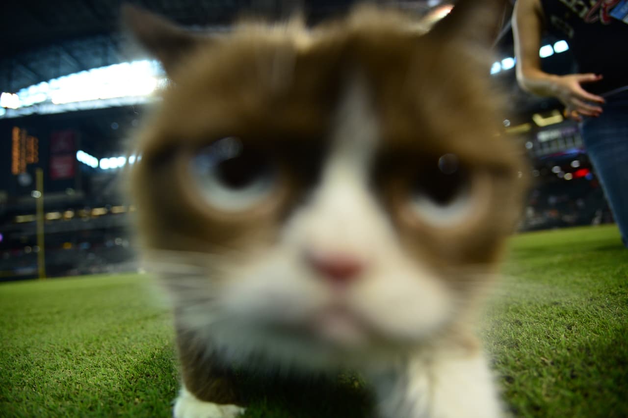 Mientras algunos gatos huirían, esta felina le gusta la atención de las cámaras.