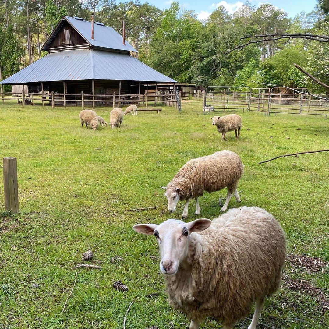 También podrás visitar Heritage Farm del parque, que destaca la vida de los pioneros del siglo XIX. A los niños les encantará ver los animales de la granja, como cabras, gallinas, cerdos y burros, incluidos los corderos lanudos que nacen justo después del Año Nuevo.