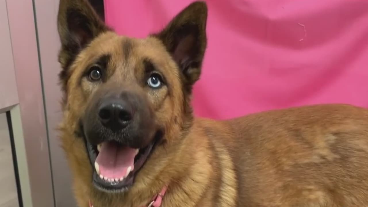 El abandono de animales podría dispararse con el regreso a la normalidad tras la pandemia