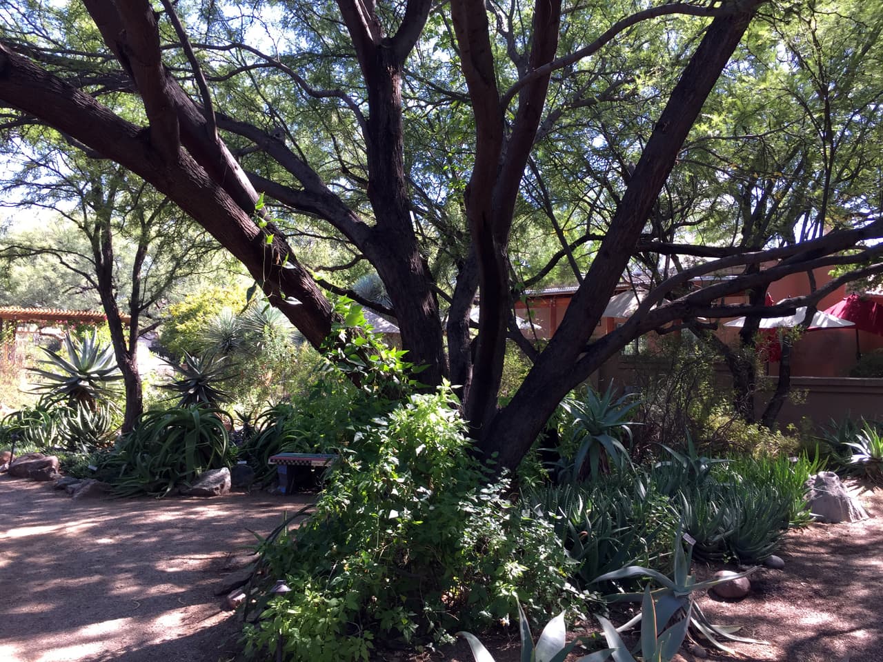 Jardines, color y arte en la exhibición de Frida Kahlo en Tucson