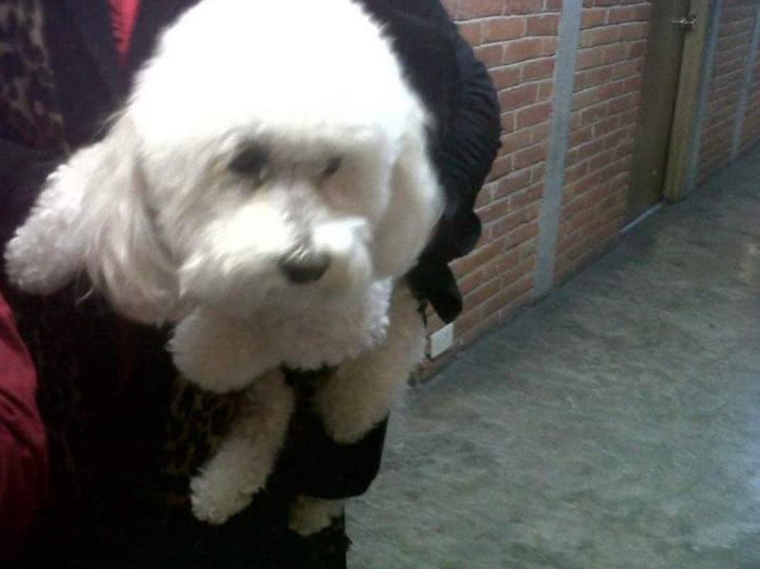 "Estoy preparada, 
<b><a href="https://www.univision.com/famosos/angelica-maria-esta-lista-para-dar-el-ultimo-adios-a-su-mas-fiel-companero-fotos">yo pensé que se iba hoy</a></b>, si el perrito después de la operación no puede caminar, me despido de él, que se vaya", declaró al borde del llanto.
<br>