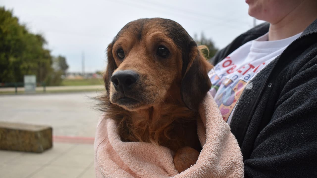 Houston Humane Society pide a través de su 
<a href="https://www.houstonhumane.org/(Give)/giving/designate-your-gift/southeast-houston-seizure?fbclid=IwAR3H278vbfqR5Rrsc_YZFwx1aEYvaqHLbpH2cvrjlz7BwxRwCT5j8AQkIGA" target="_blank">cuenta en Facebook</a> donaciones para continuar con este trabajo.