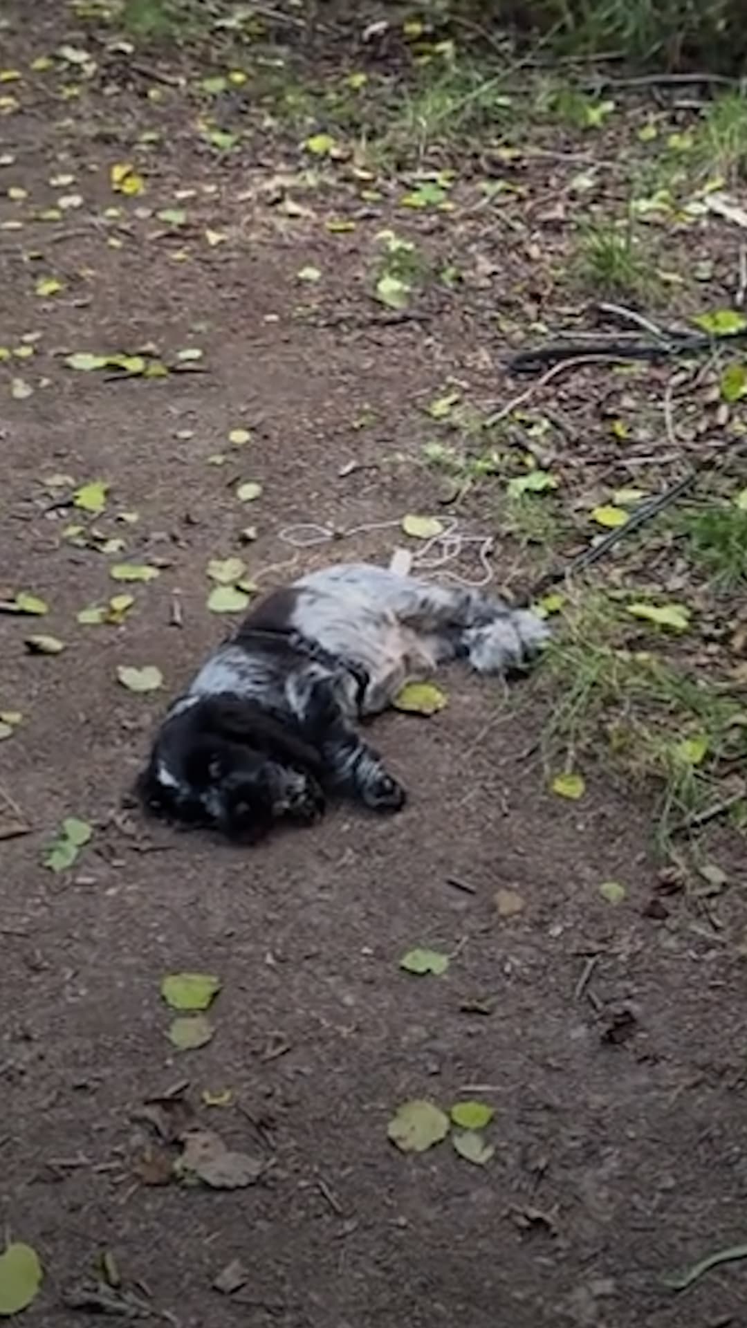 Un perro se duerme cuando se emociona
