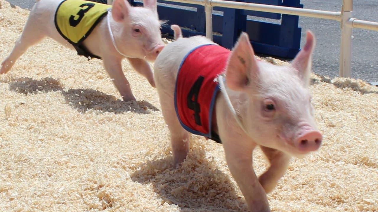 Inicia la Feria del Condado de San Mateo