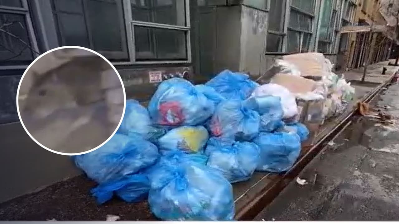 Plan de contenedores antirratas eliminaría espacios para estacionamiento en calles de NYC