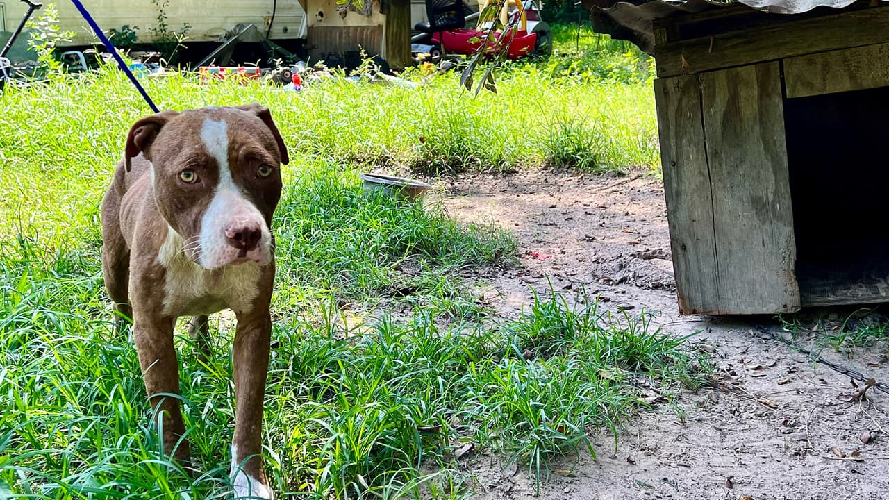 Para reportar casos de crueldad animal, negligencia o abandono puede llamar al 832-927-PAWS o visitar la
<b><a href="https://www.houstonhumane.org/cruelty/texas-laws" target="_blank">página de Internet. </a></b>