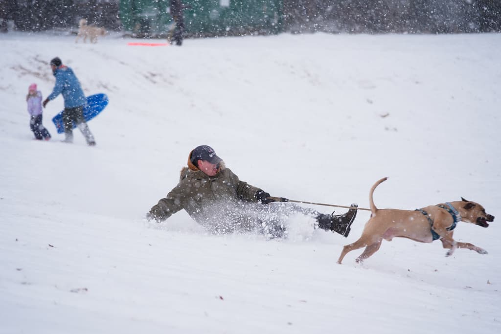 A Bill Larkin su perro Mac lo ayudó a deslizarse por la nieve en un vecindario de Charlotte, donde varias familias compartieron el sábado, 31 de enero.