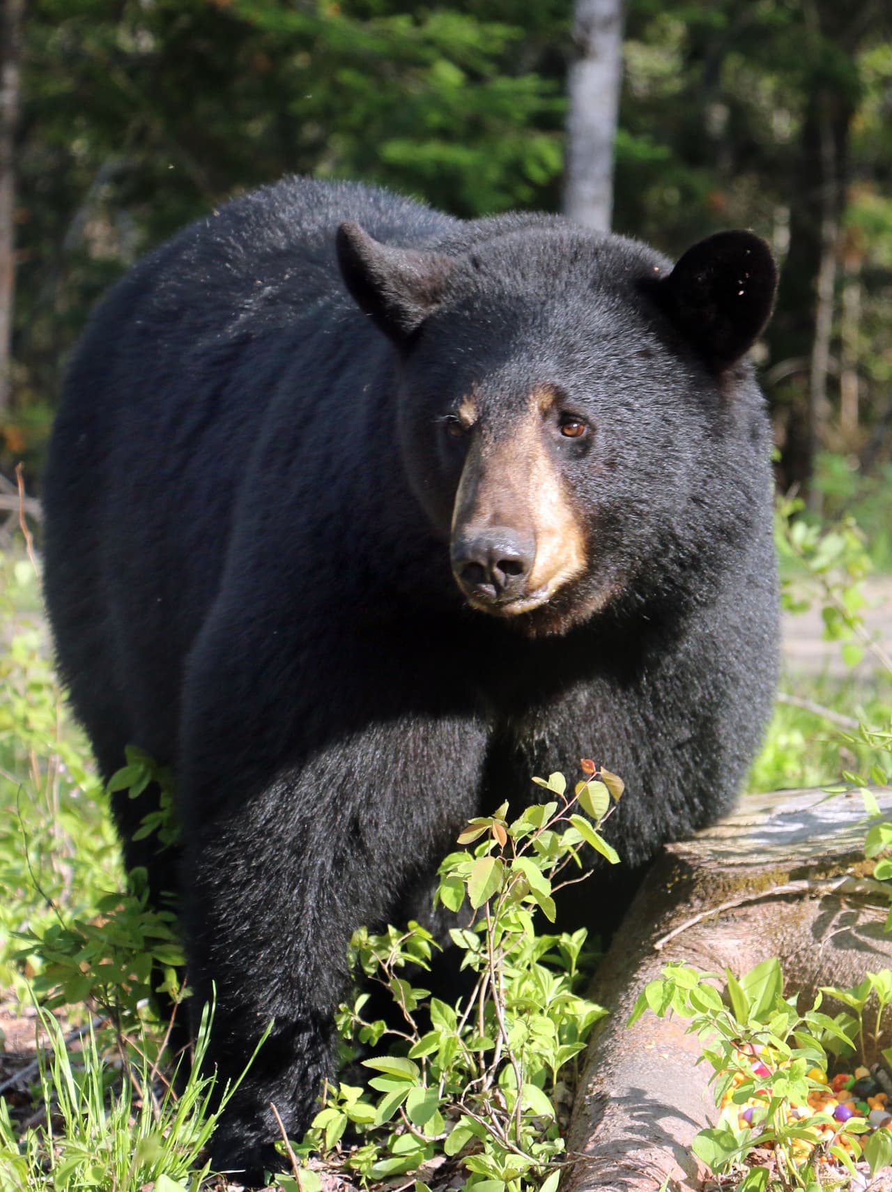 Aprovechando su relación con las criaturas, él invita a turistas a una guía en la que garantiza su seguridad.