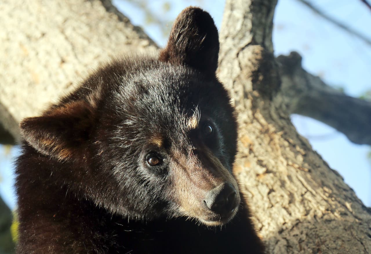 Los osos negros de New Brunswick, en Canadá, no le tocan ni un pelo.