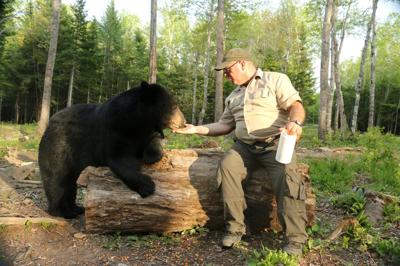 Por su habilidad, el hombre de 57 años es conocido como ‘El Susurrador de Osos’.