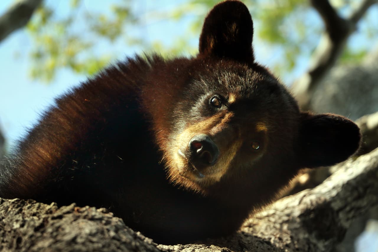 ‘El Susurrador de Osos’ dice que ha tenido una estrecha relación con los osos desde que era un niño.