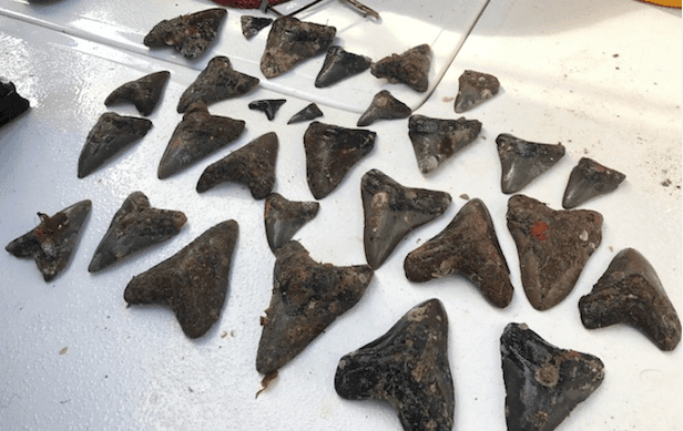 Dientes de Megalodón