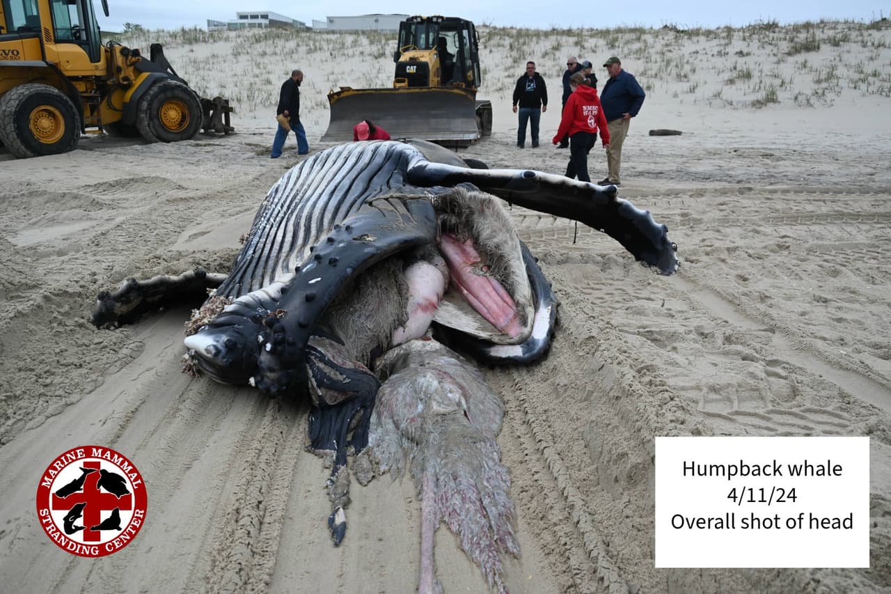 El jueves en la mañana apareció una ballena muerta en la playa de 51st Street en la sección Brant Beach del municipio de Long Beach en Nueva Jersey, cuya causa de muerte se encuentra bajo investigación.