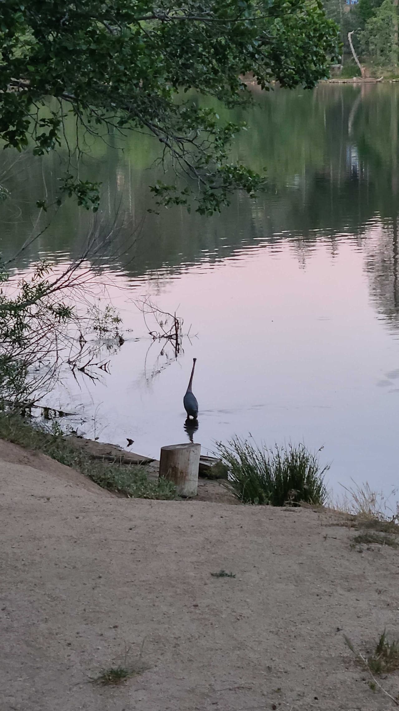 Es un lago artificial en el Bosque Nacional San Bernardino. Numerosas especies de aves y otros animales hacen parte de las atracciones del lago.