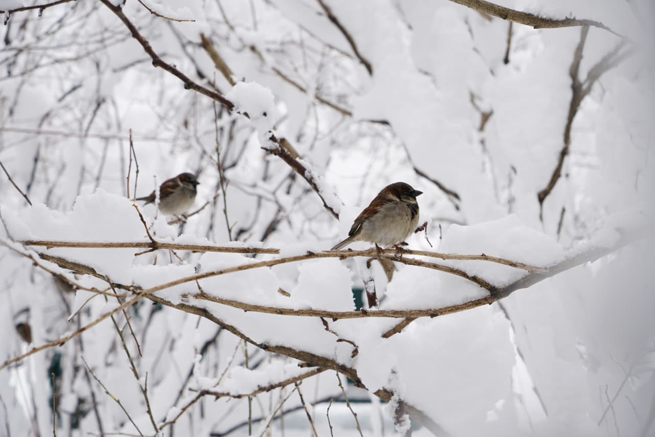 Aves descansan sobre ramas cubiertas de nieve en Gramercy Park.