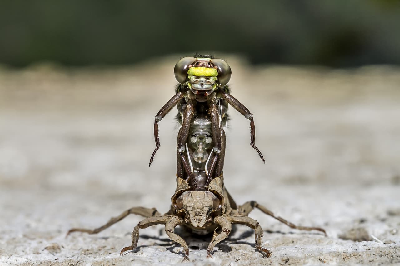 "Aparición". El corneador. Fotografía tomada en Oxfordshire, Inglaterra. Ganador de la categoría 'Bretaña Oculta'.
