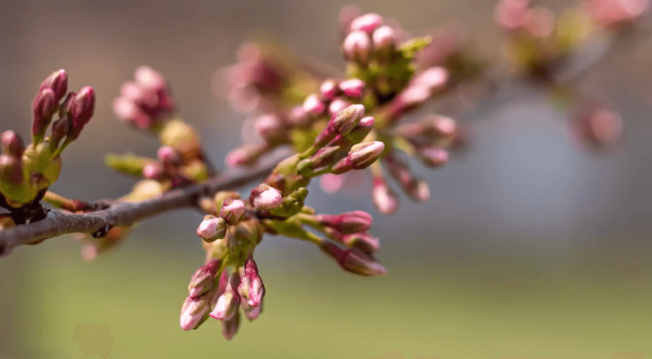 <b>Una característica distintiva de la flor del cerezo es la pequeña muesca o abertura en la punta de cada uno de sus cinco pétalos, que recuerda la forma de un corazón.</b>
