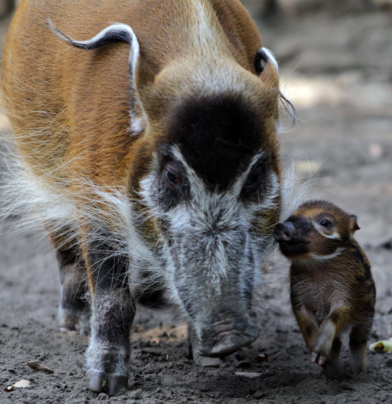 Tienen mucho por hacer, demasiado por comer y varias horas para descasar. ¿Súper agotador, no?