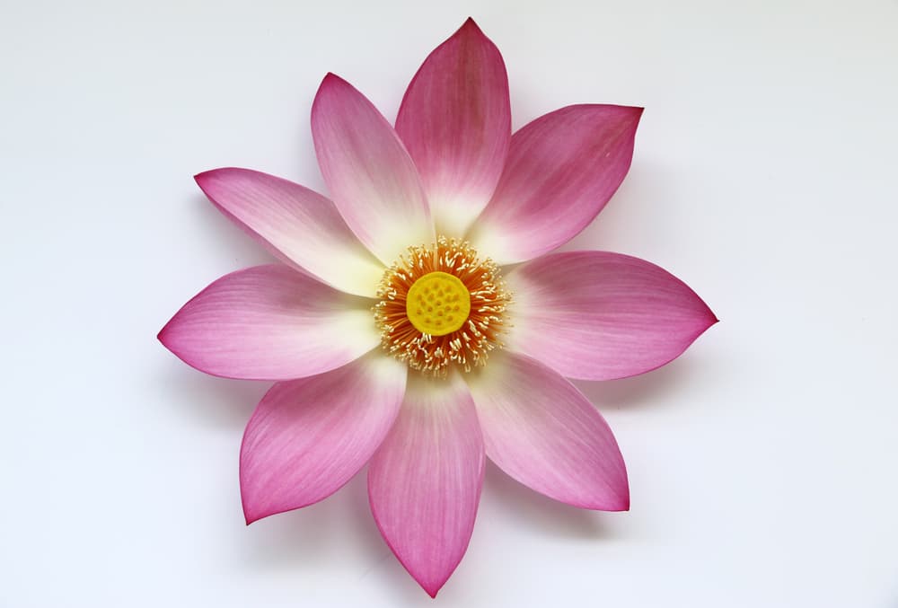 Simbólicamente se asocia con Buda y sus enseñanzas y, por eso, son flores sagradas para los pueblos de Oriente. En el budismo, el significado de la flor de loto es la pureza del cuerpo y del alma.