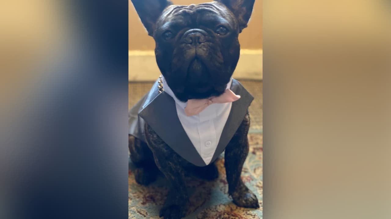 A este curioso perrito le gusta jugar bastante, además de que es muy cariñoso y simpático.