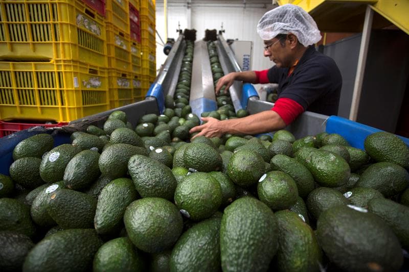 La importación de aguacate mexicano en EEUU sube durante la pandemia