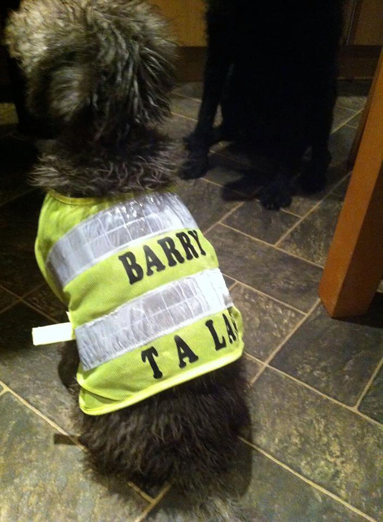 Barry era sólo un cachorro cuando agarró un ‘skateboard’.