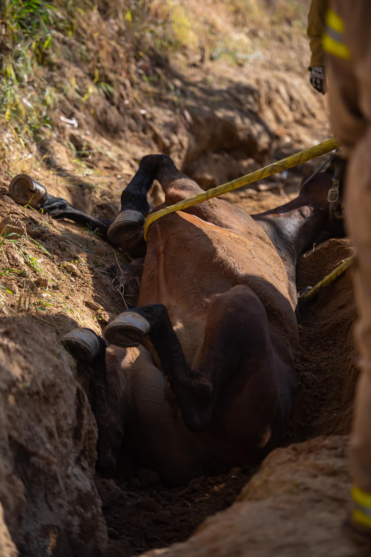 Poco antes de las 4:24 de la tarde, el jinete a cargo de Poncho pidió auxilio porque sufrieron un accidente. Explicó que el caballo quedó atrapado en una grieta, patas arriba. El Departamento de Bomberos comenzó de inmediato un operativo de rescate.